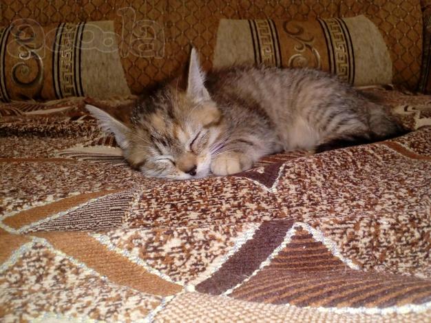 Отдам котят в хорошие руки