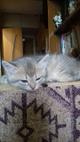Отдам котят в хорошие руки